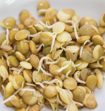 SS113 Lentils Green Sprouts